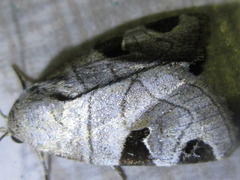 Brevipecten consanguis