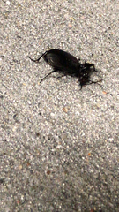 Carabina