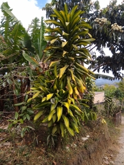 Dracaena fragrans