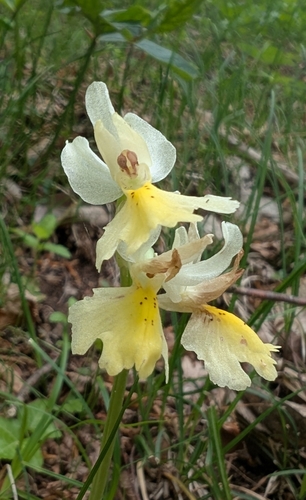 Image of Orchis pauciflora by no rights reserved