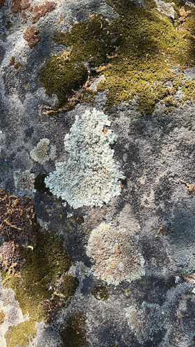 iNaturalist observation photo of shield lichens, rim lichens, and allies