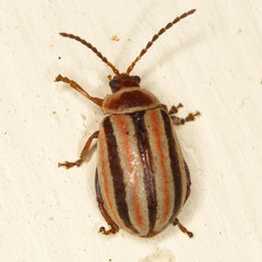Kuschelina miniata