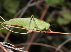 Microcentrum californicum