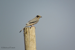 Hypocolius ampelinus