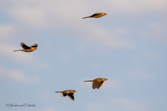 Hypocolius ampelinus