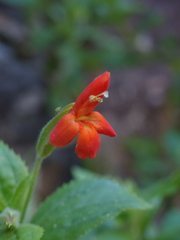 Erythranthe verbenacea