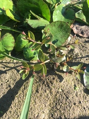 Lindernia procumbens