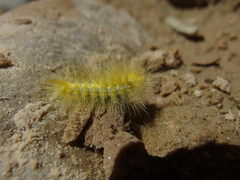 Orgyia leuschneri