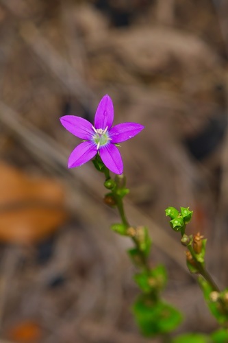 Image of Triodanis biflora by (c) Michelle W. （鍾偉瑋）, some rights reserved (CC BY)