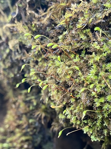 Plagiothecium laetum, 2025-05-09