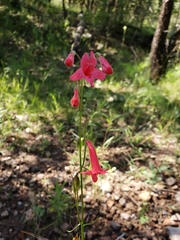 Penstemon miniatus