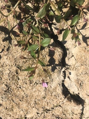 Lindernia procumbens