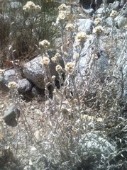 Antennaria marginata