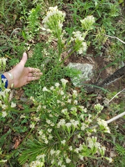 Psacalium decompositum