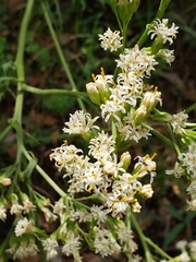 Psacalium decompositum