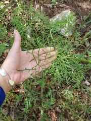 Psacalium decompositum