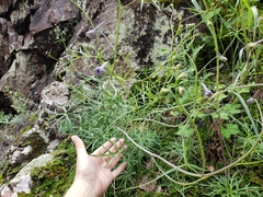Delphinium tenuisectum