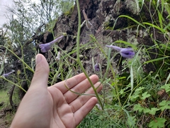 Delphinium tenuisectum