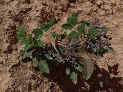 Berberis repens