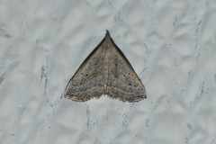 Macrochilo hypocritalis