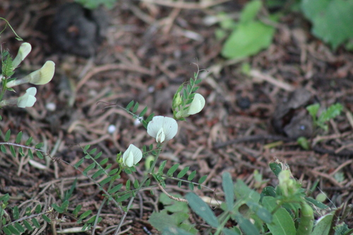 Image of Vicia lutea by no rights reserved