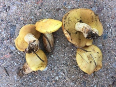 Suillus kaibabensis