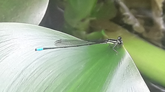 Acanthagrion
