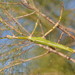 Eurycnema goliath - Photo 由 Reiner Richter 所上傳的 (c) Reiner Richter，保留部份權利CC BY-NC-SA