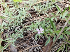 Dyschoriste decumbens