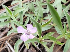 Dyschoriste decumbens