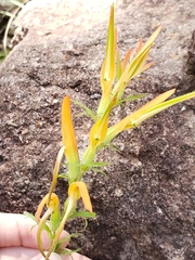 Castilleja patriotica