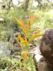 Castilleja patriotica