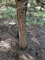 Inocybe subtomentosa