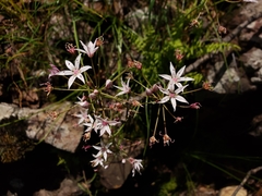 Allium rhizomatum