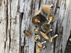 Inocybe subtomentosa