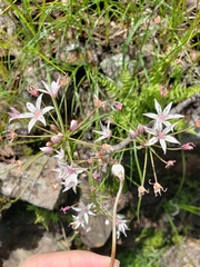 Allium rhizomatum