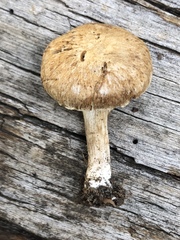 Inocybe subtomentosa