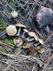 Inocybe subtomentosa