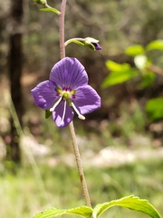 Veronica mexicana