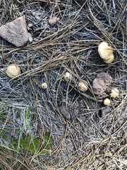 Inocybe subtomentosa