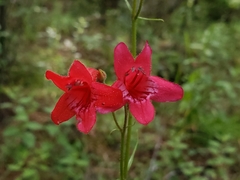 Penstemon miniatus