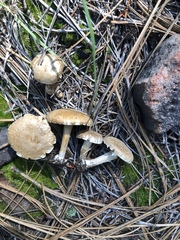 Inocybe subtomentosa