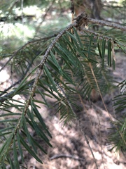 Inocybe subtomentosa