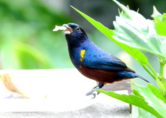 Euphonia pectoralis