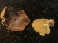Suillus punctatipes