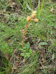 Echeveria paniculata