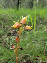 Echeveria paniculata