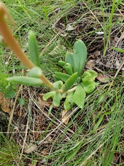 Echeveria paniculata