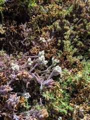 Chloropyron maritimum maritimum