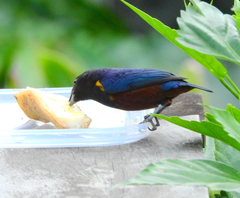 Euphonia pectoralis